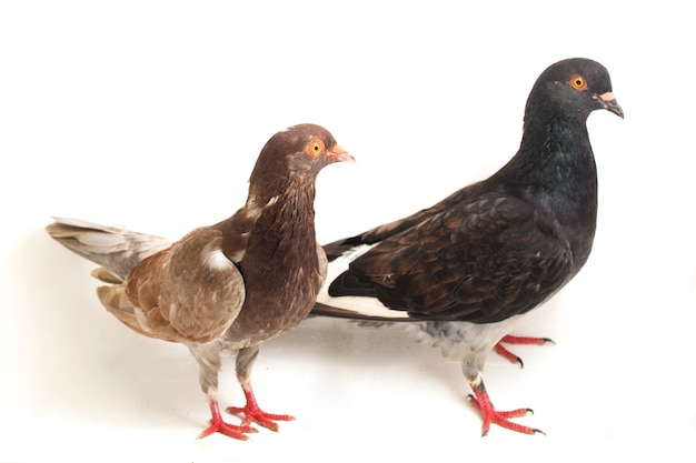 A pair of common pigeon on a white background