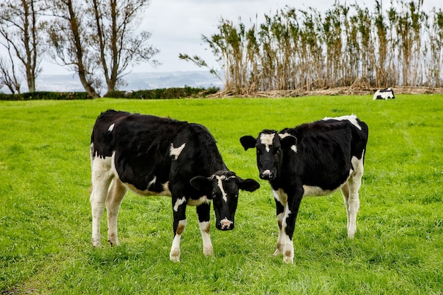 Una coppia di mucche su un prato verde.