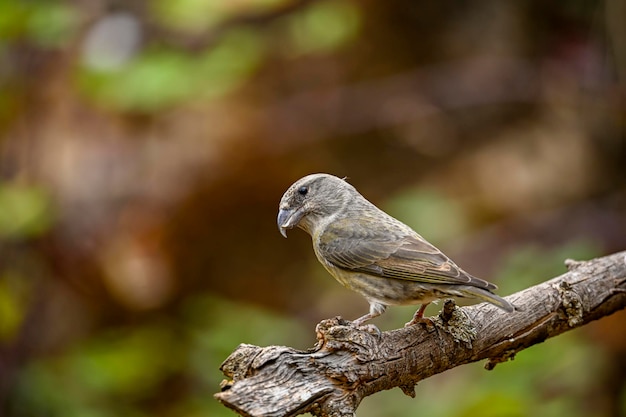 Pair of Crossbills or Loxia curvirostra perched on a twig