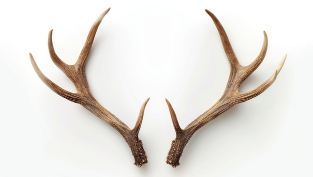 A pair of deer antlers on white background