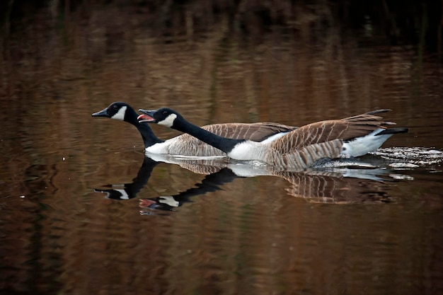 A pair of ducks are swimming in the water.