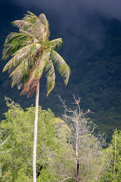 A pair of eagles sitting on a tree branch next to a green palm tree on a tropical island Koh Phangan, Thailand.