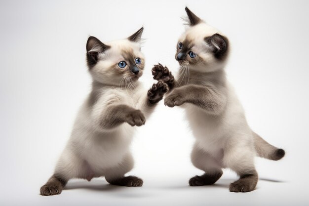 Photo a pair of elegant siamese kittens playing together against a white surface