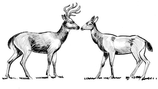 Pair of elks. Ink black and white drawing