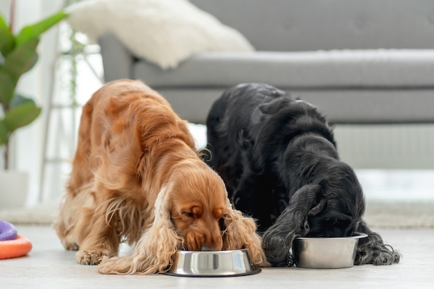 Photo pair of english cocker spaniel dogs eating from bowls in light room at home