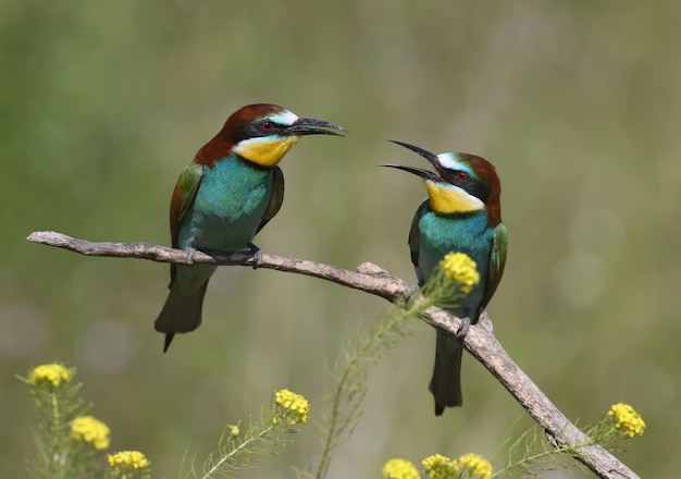 A pair of an european bee eaters portrait