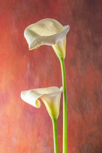 Foto coppia di fiori chiamati calla o gigli isolati su uno sfondo color ruggine