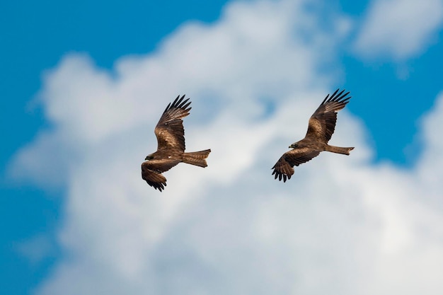 A pair of flying eagles in the blue sky...
