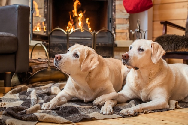 Photo pair of golden labrador retrievers lie on a blanket in front of a country house fireplace.