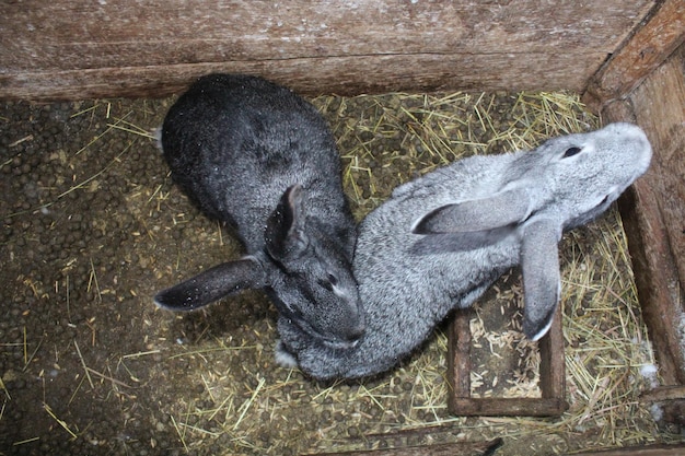 Pair of the gray young amusing rabbits