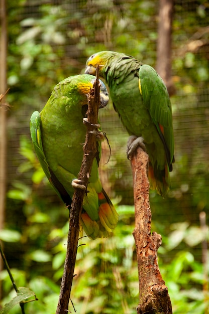 Пара зеленых попугаев