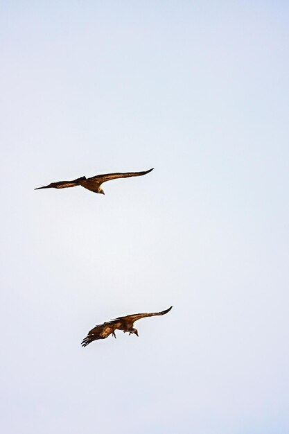 Photo pair of griffon vultures or gyps fulvus in flight