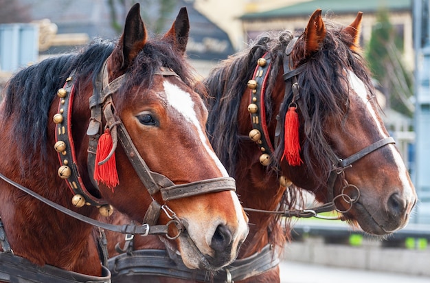 A pair of horses in a harness with bells.  Excursion for tourists.