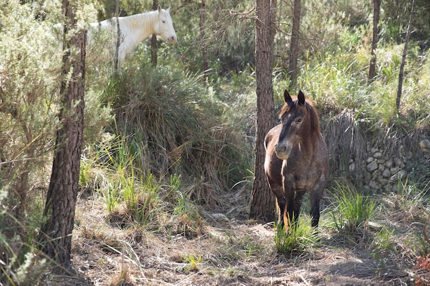 Pair of horses in the natural environment Horses in the mountains