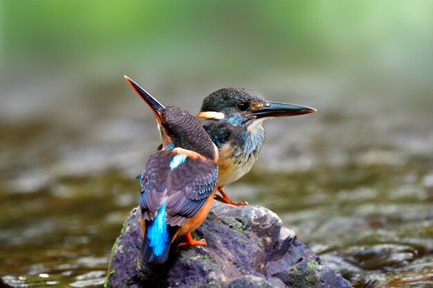 Pair of little birds perching on black rock together in stream infront of their nest hole while resting from digging dirt building nest