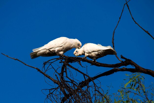 A pair of little corellas cacatua sanguinea expressing their love and emotions on a tree in sydney australia photo by tara chand malhotra