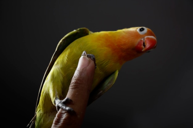 a pair of love birds in the bird cage three love birds in a white metal cage hanging