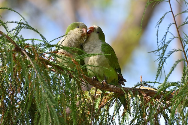 A pair of monk parakeet (myiopsitta monachus) cuddling