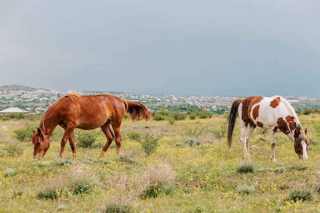 Foto una coppia di cavalli multicolori al pascolo in un prato verde vicino al villaggio