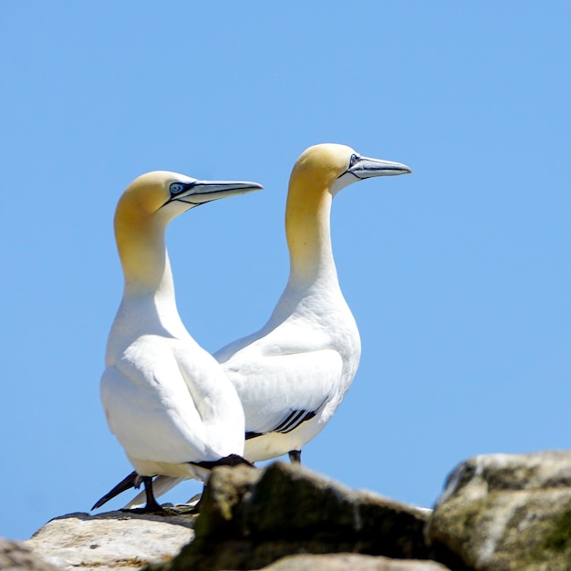 Pair of northern gannets in the Saltee Islands