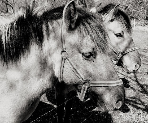 Фото Пара лошадей в профиле