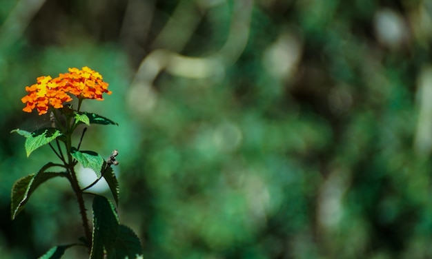 Pair of Orange Flower