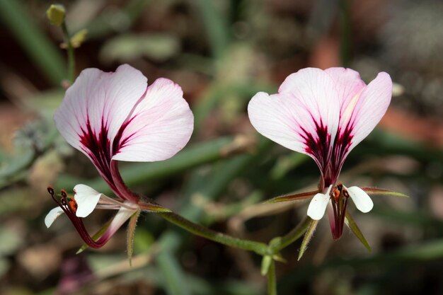 Pair of Pelargonium tetragonum flowers close up