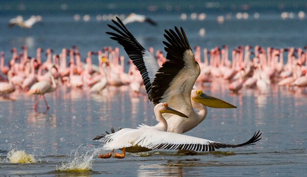 Pair of pelicans are flying over the water. Lake Nakuru.