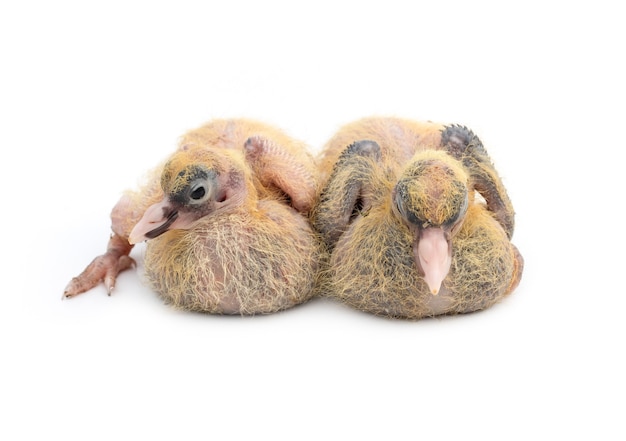 A pair of pigeon chicks close up look with selective focus on isolated white background