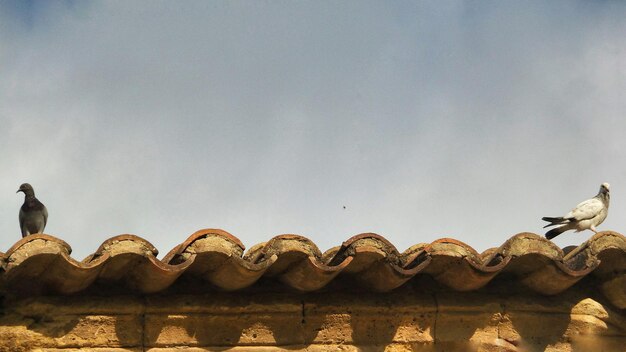 Pair of pigeon siting on rooftop