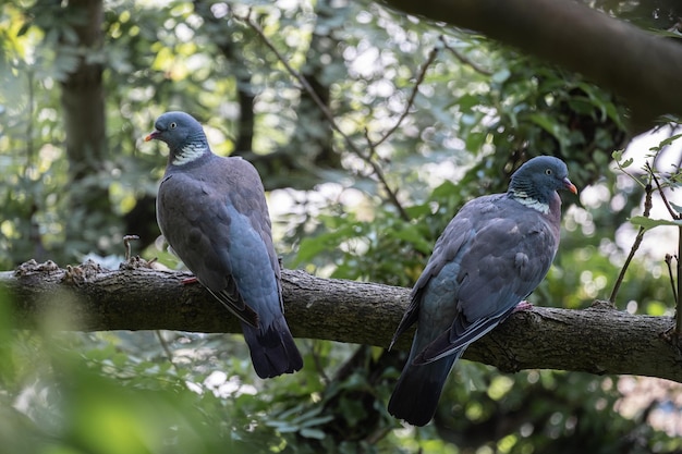 Foto una coppia di piccioni si siede su un ramo di un albero nel bosco e guarda in direzioni diverse scozia