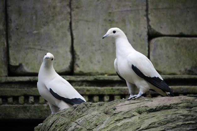 Pair of pigeons, of the species pied imperial pigeon (Ducula bicolor)