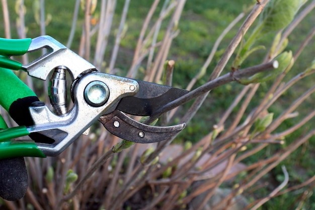 A pair of pliers with the tip of the blade removed.