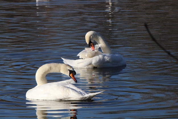 Photo pair of preening swans