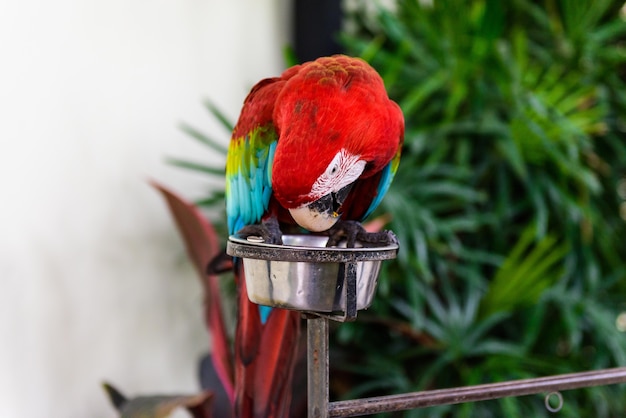 A pair of red-and-blue macaws eating