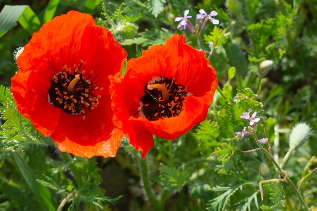 A pair of red poppies on a background of green grass