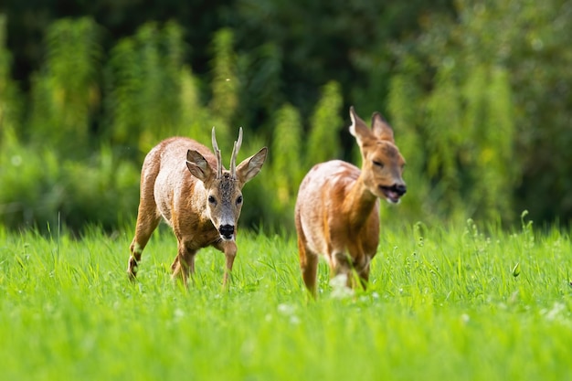 夏のわだち掘れの季節に一緒に歩くノロジカ バックとドウのペア