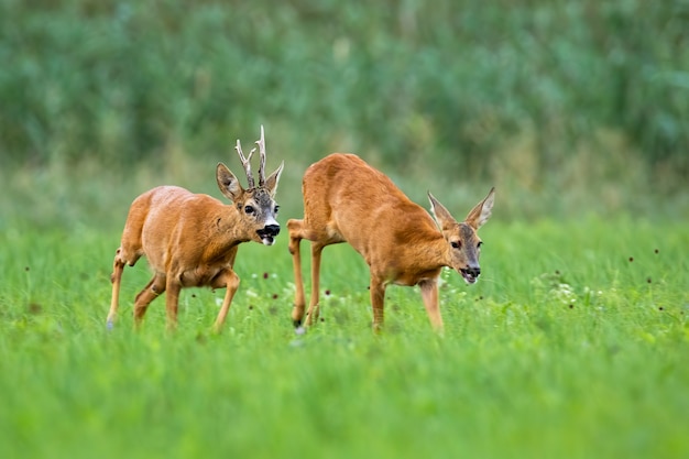 Pair of roe deer running on meadow in rutting season.