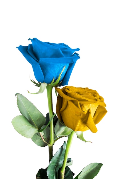 Pair roses in colors of Ukrainian flag on white background