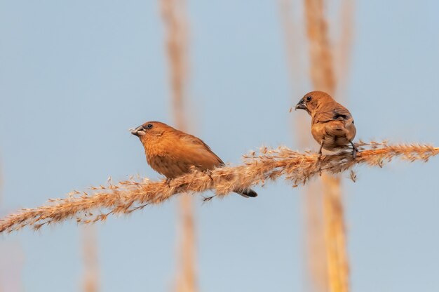 A pair of scaly breasted munia picking food from a plant
