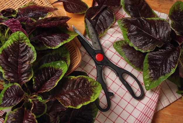 A pair of scissors with a red button on the handle sits next to a basket of lettuce.