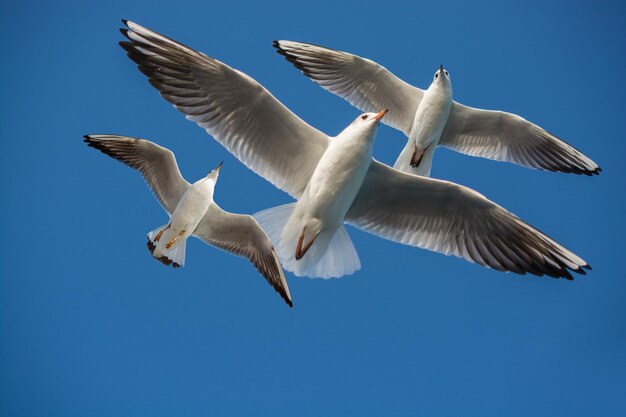 空を背景に青く飛んでいるカモメのペア