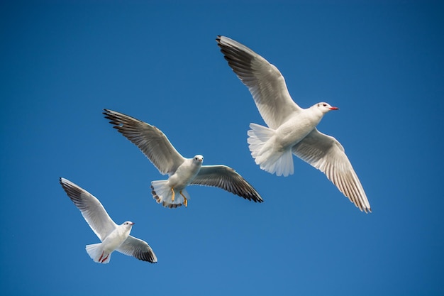 空を背景に青く飛んでいるカモメのペア