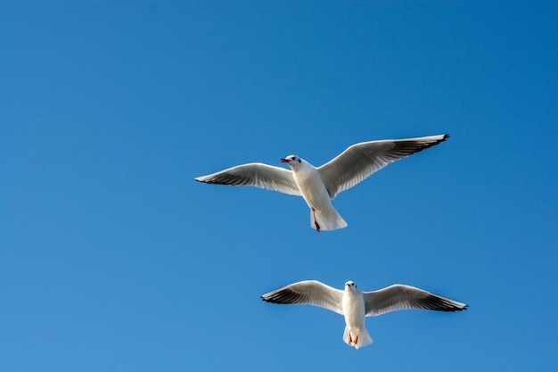 Photo pair of seagulls flying in the sky