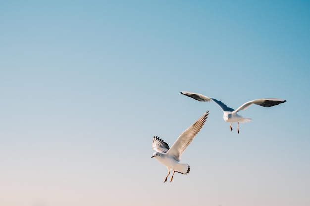 Pair of seagulls flying in the sky