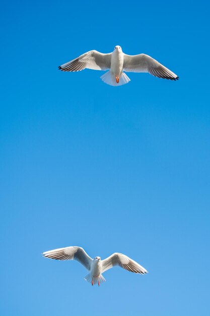 Pair of seagulls flying in the sky