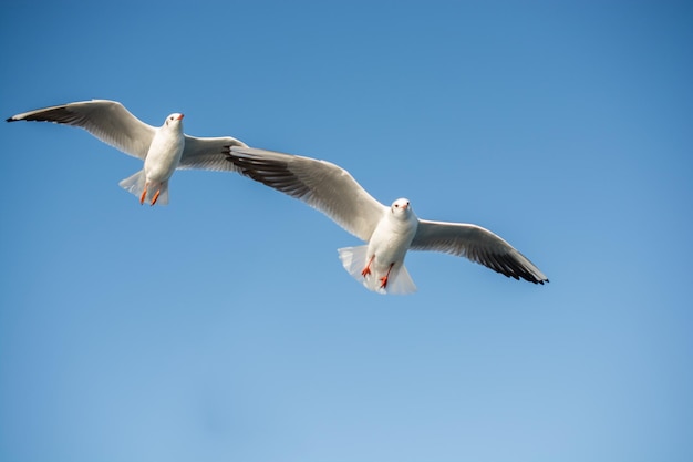 空を飛んでいるカモメのペア