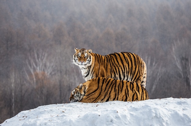 Pair of Siberian tigers on a snowy hill against the backdrop of a winter forest. Siberian Tiger Park