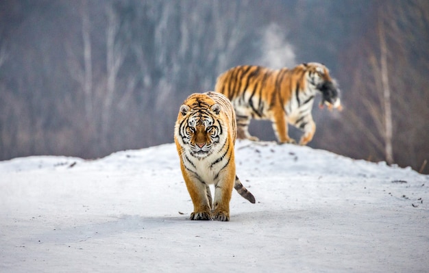 Pair of Siberian tigers on a snowy hill