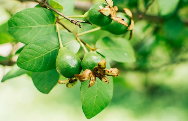 A pair of small growing guavas hanging on a branch new guava harvest concept Fresh guavas hanging on a branch on a sunny day